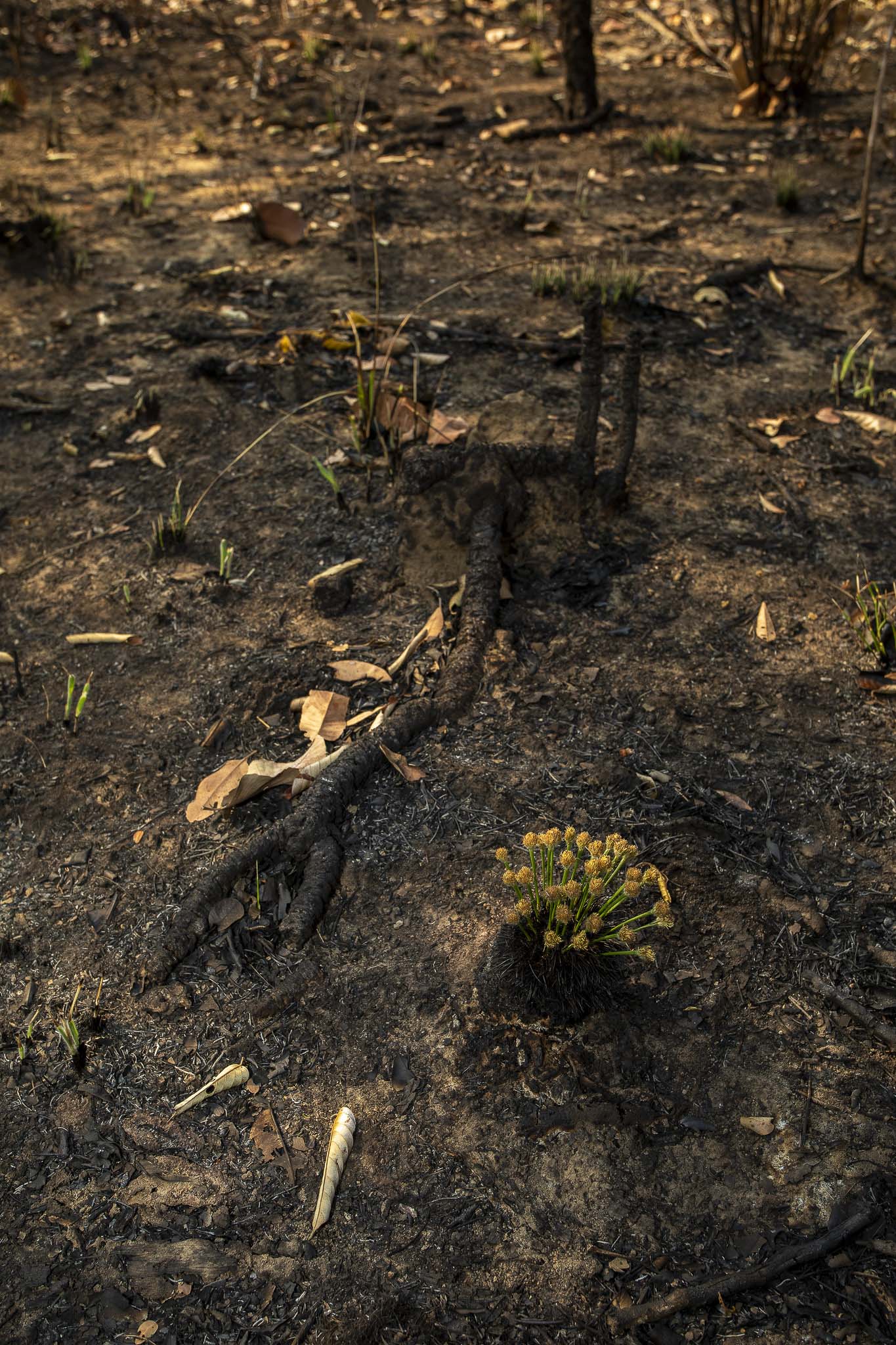 Imagem Expedição Chap Guim - ESEC Serra das Araras--74 da expedição de expedicoes/araras_25